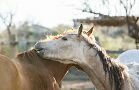 Horses Gallery