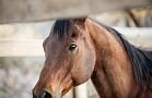 Horses Gallery