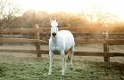 Horses Gallery