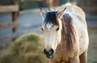 Horses Gallery