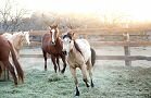 Horses Gallery