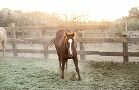 Horses Gallery