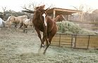 Horses Gallery