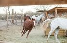 Horses Gallery