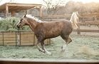 Horses Gallery