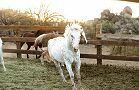 Horses Gallery