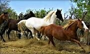 In our seminars you'll learn how to work with our horses and much more. Our Energetic Horses
