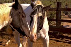 We treat our horses like family. Happy Horses